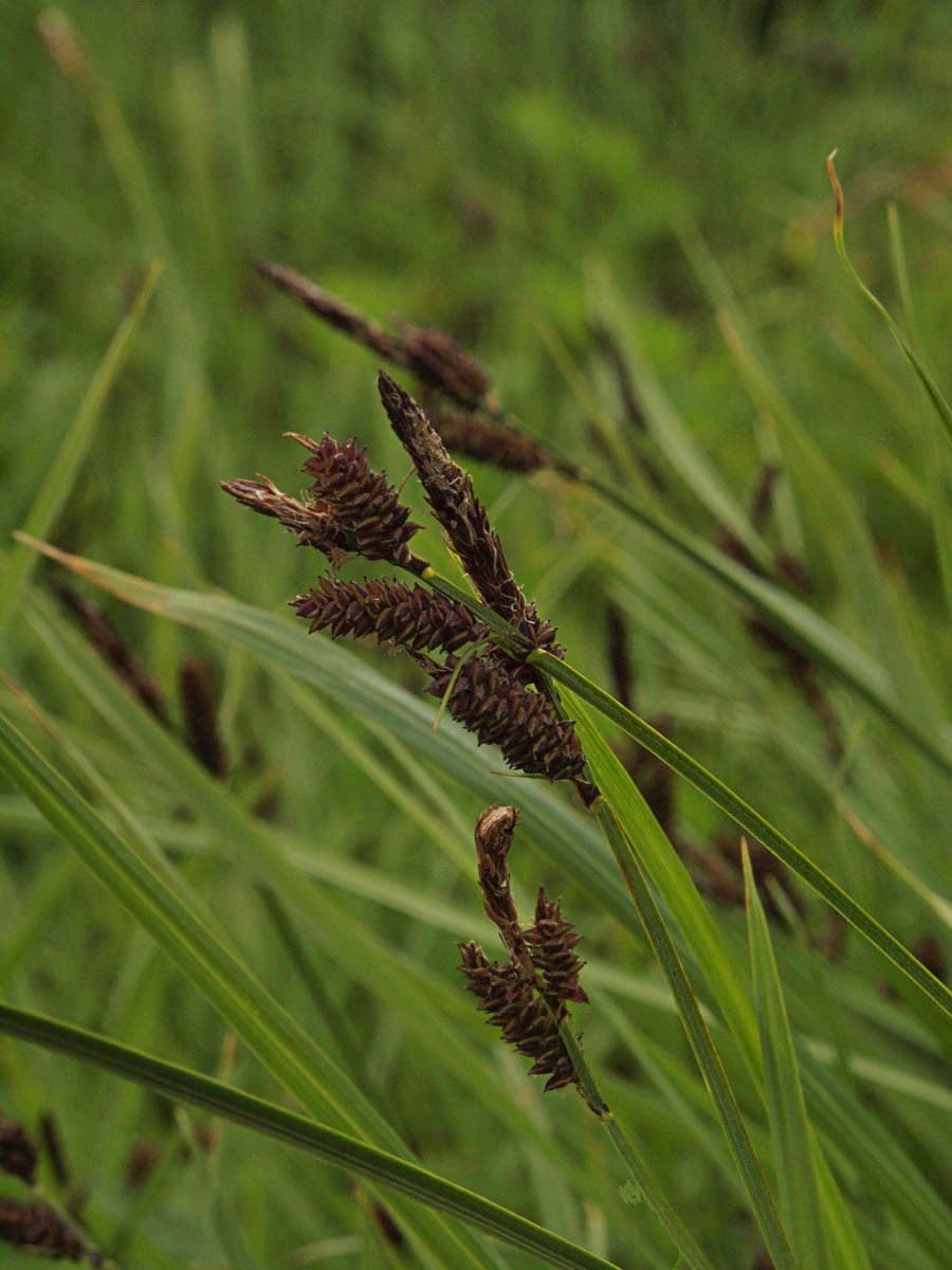 Carex paysonis in full alpine bloom with characteristic fruits