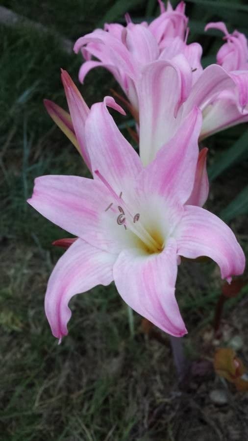 Amaryllis belladonna mit rosa-roten Trichterbluten auf hohen Stielen