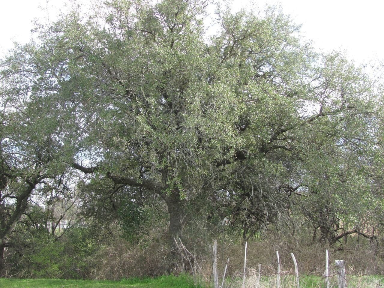 Texas-Lebend-Eiche (Quercus fusiformis) Blattwerk und Aste