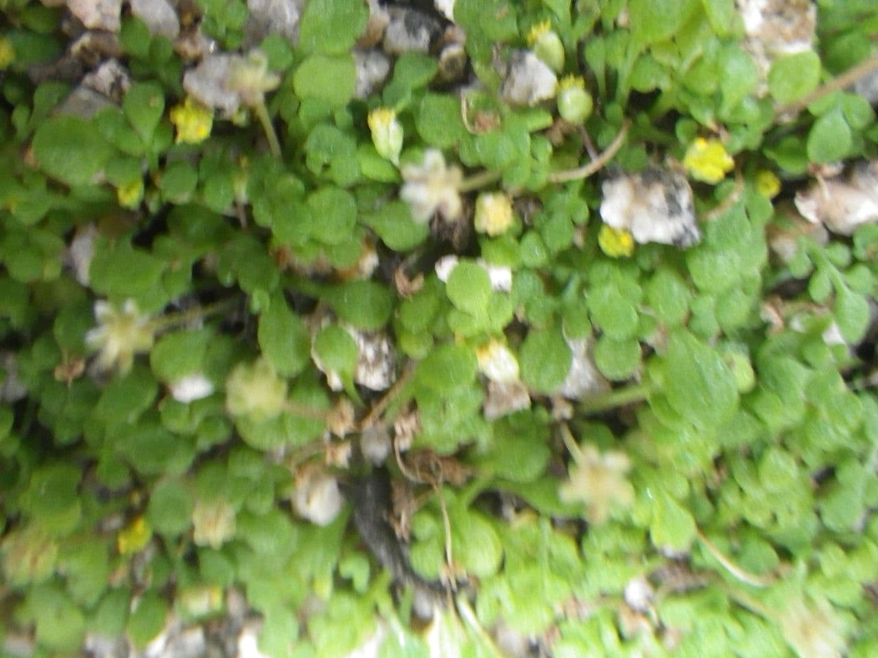 Tiny white flower heads of Nananthea perpusilla growing among rocks in Corsica