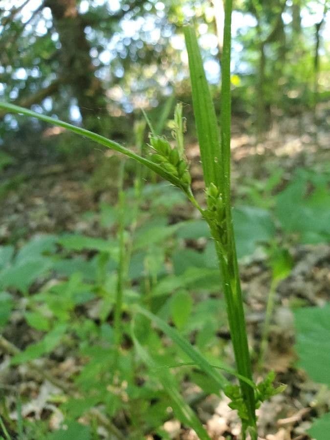 Carex grisea grey sedge plant with distinctive fruits