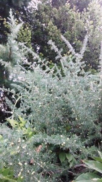Asperge à feuilles aiguës en fleurs jaunes sur un talus rocailleux dans un jardin ensoleillé du sud de la France