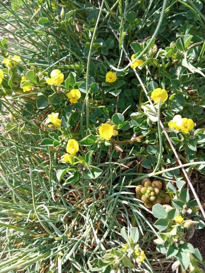 Yellow flowers of Hybrid Alfalfa plant