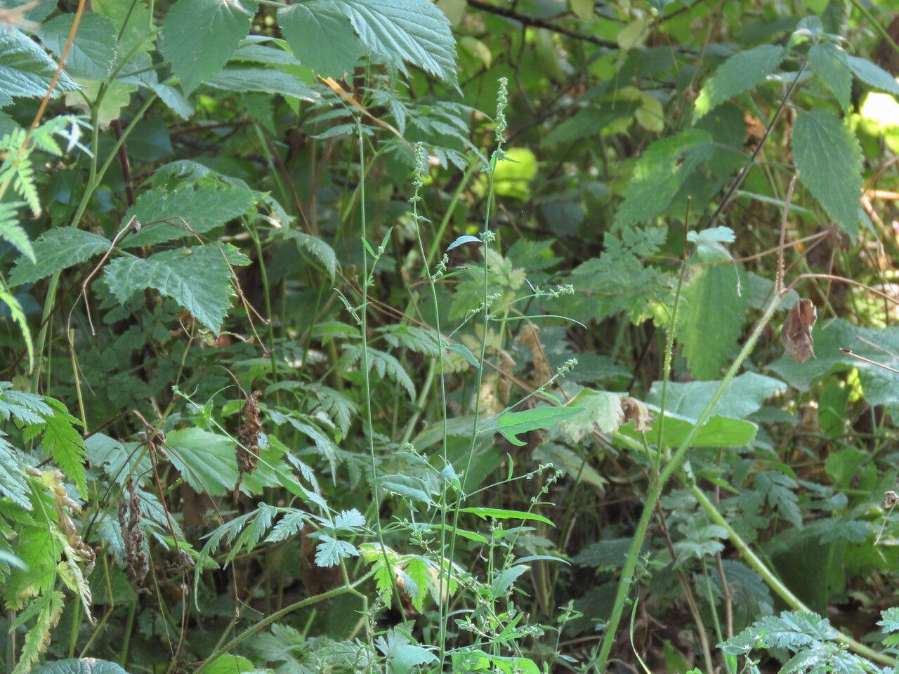 Common orache with upright, branching stems and silvery-green foliage in a sunny garden border