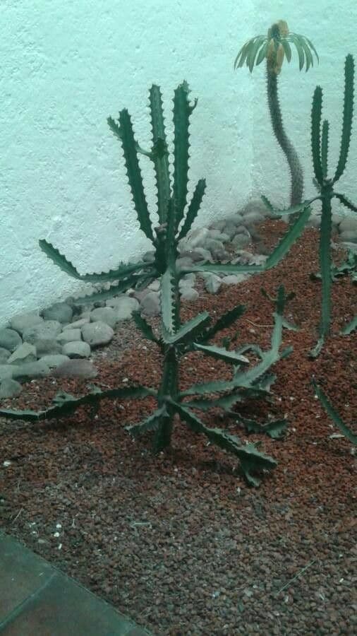 Euphorbia triangularis mit ihren typischen grünen bis braunlich-gefärbten dreieckigen Stammen