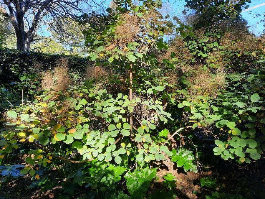 Ein wogend blühender Perückenstrauch mit rötlich-grauen Blütenquasten und purpurnem Laub im Mai
