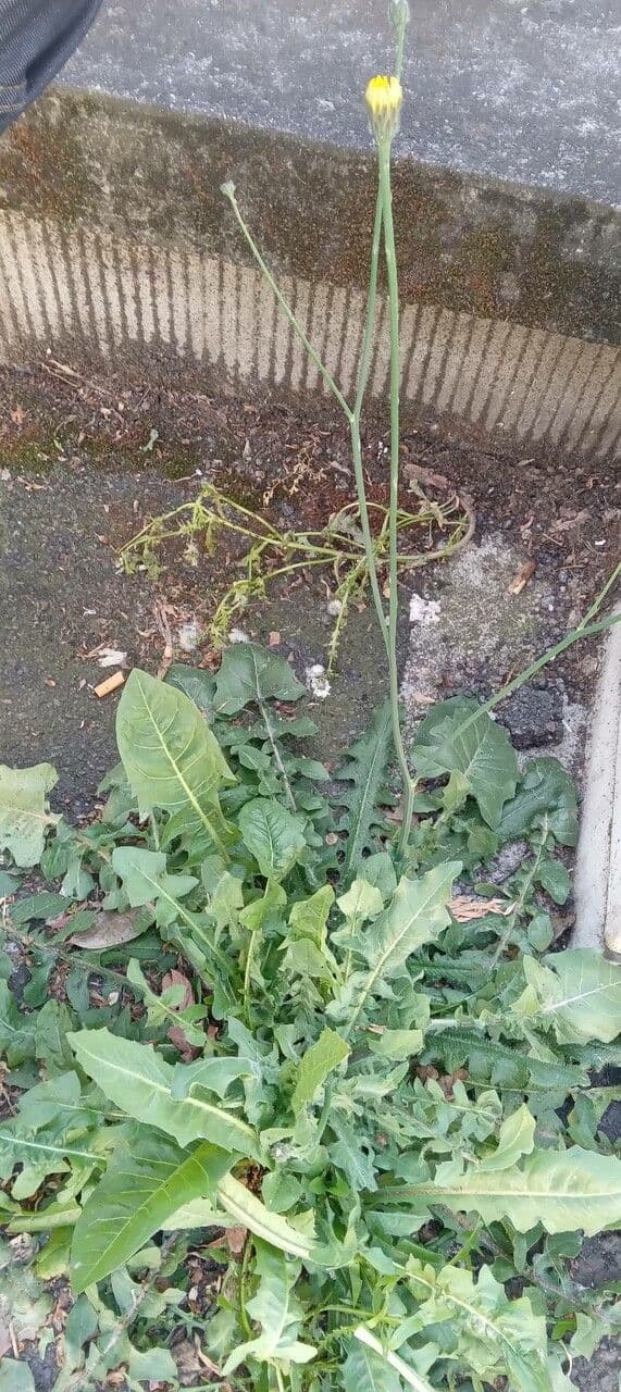 Crépide fétide (Crepis foetida) avec fleurs jaunes en ombelles terminales