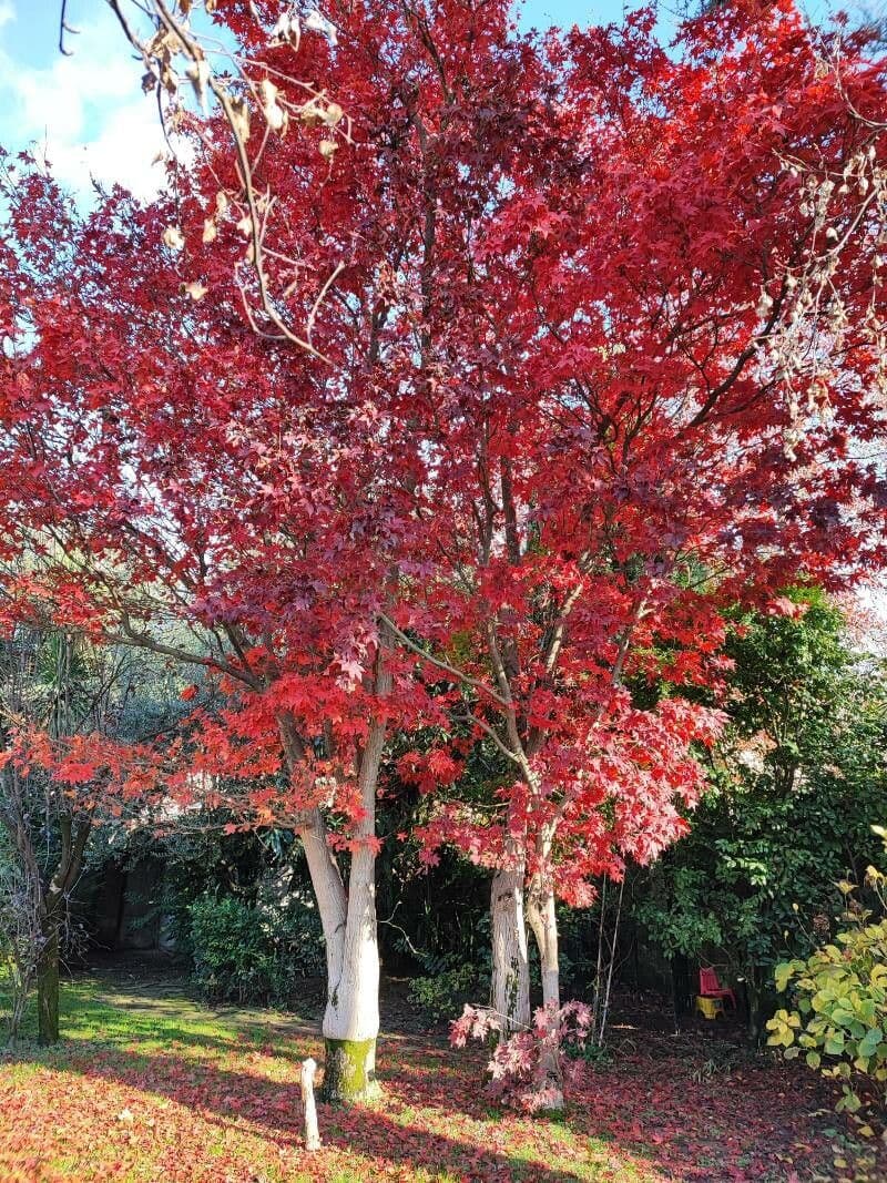 Japanischer Ahorn mit charakteristischen tief gelappten roten Herbstblättern