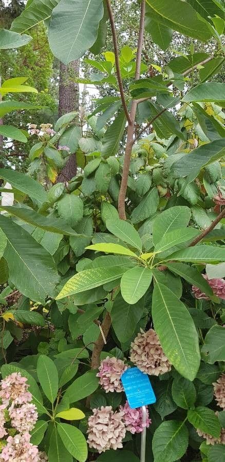 Japanse whitebark magnolia met grote ovale bladen