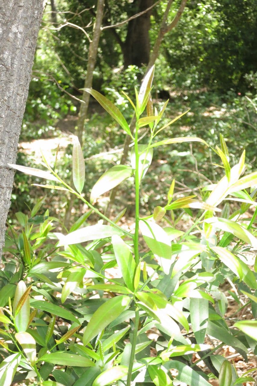 Glossy foliage of California bay in full sun