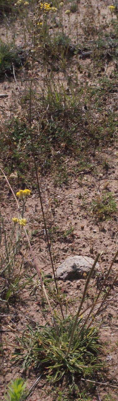 Spanish catchfly with green flowers and ear-shaped bracts
