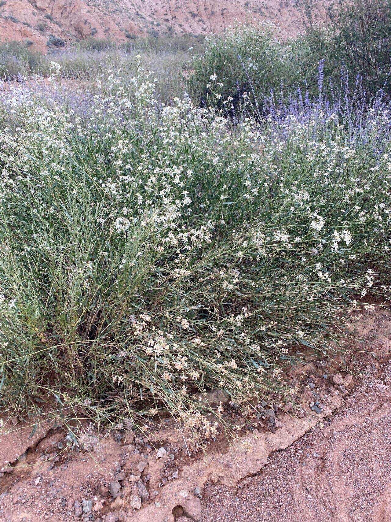 Clematis orientalis in voller Blüte an einem Holzzaun im Spätsommer