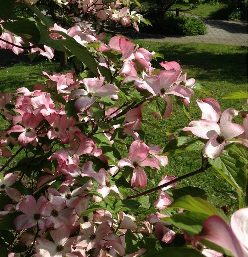 Cornus florida in full bloom with large white bracts in spring and red autumn foliage