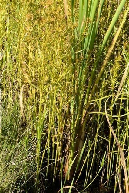 Dulichium arundinaceum driewegs-zegge met bamboegelijkende stengels aan een vijverrand