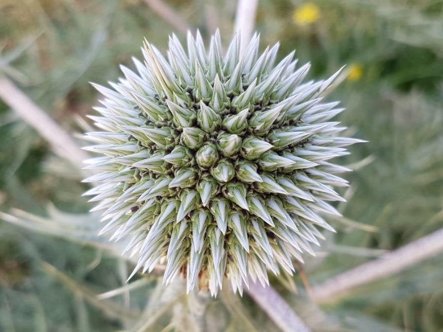 Drüsige Kugeldistel mit blauen kugelförmigen Blütenköpfen in einem sonnigen Beet