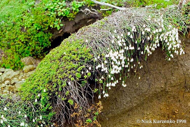 White Arctic mountain heather with white bell flowers in bloom