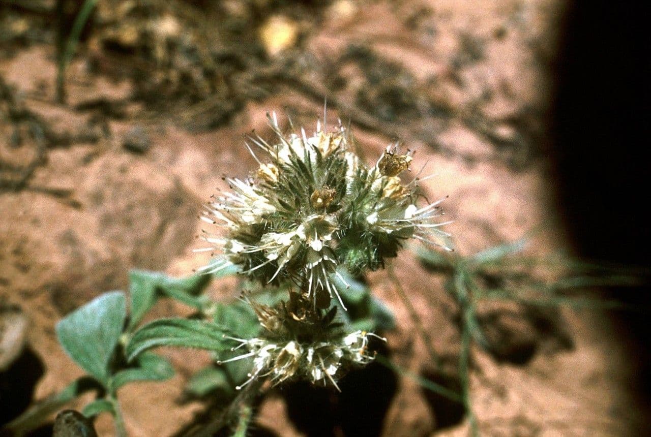 White-flowered western waterleaf Hydrophyllum occidentale in its natural woodland habitat