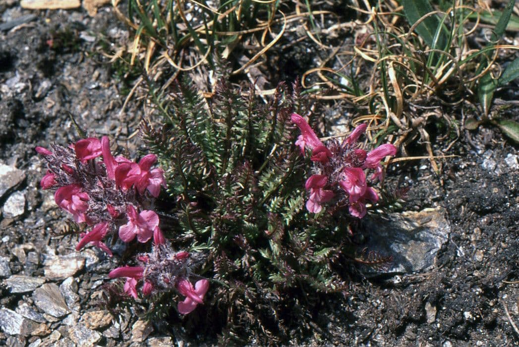 Rode-paarse bloemen van Pedicularis rostratocapitata in berghabitat
