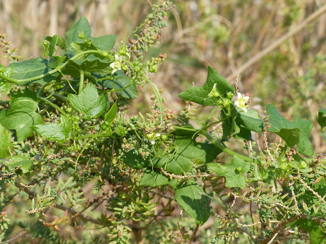 Weiße Zaunrübe klettert an einem Holzzaun entlang, mit grünen Blüten im Sommer
