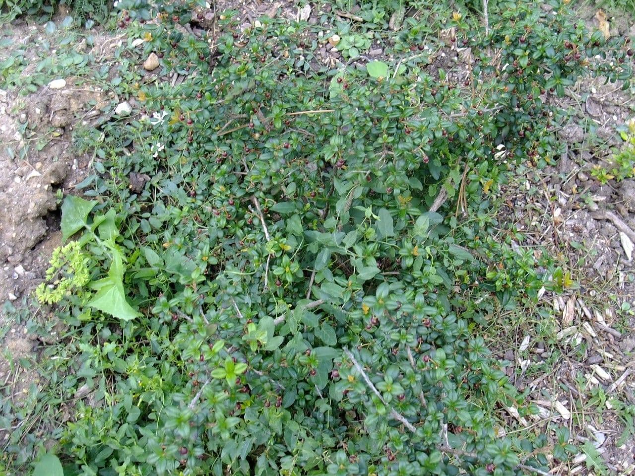 Fruits rouges ressemblant a une goyave de Ugni molinae sur feuilles vertes
