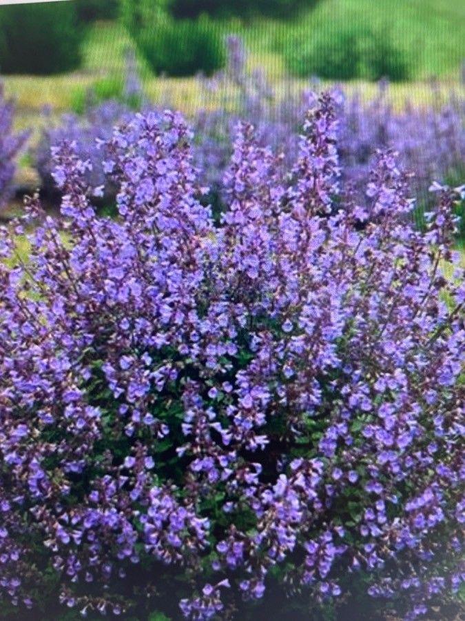 Bloeiende Caucaus kattenkruid in een zonnige tuinbedding met bijen die eraan voeden