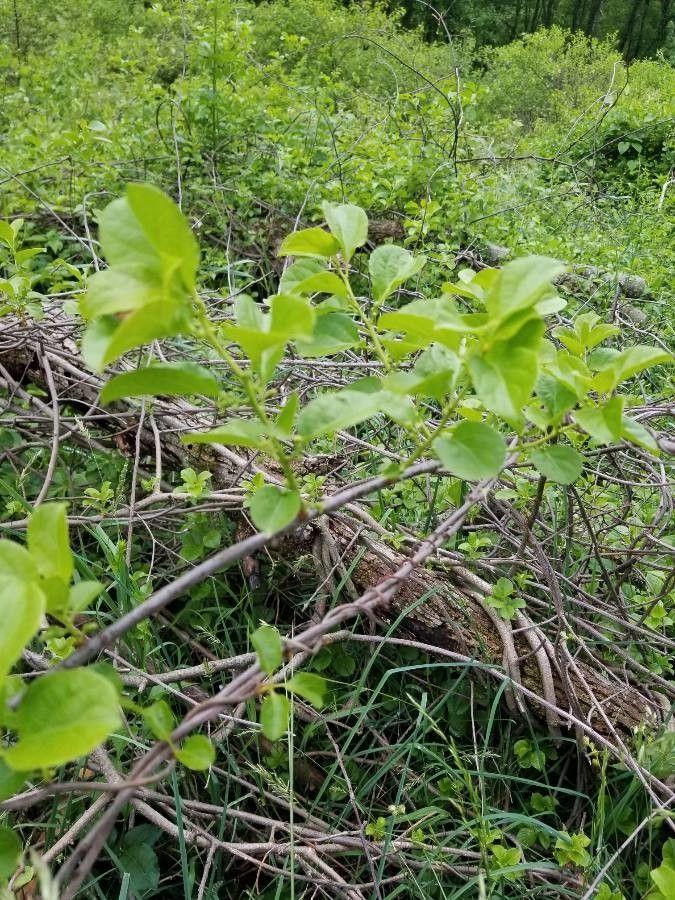 Rundblättriger Baumwürger rankt sich um einen Baumstamm, mit orangenen aufspringenden Früchten, die rote Beeren freilegen.