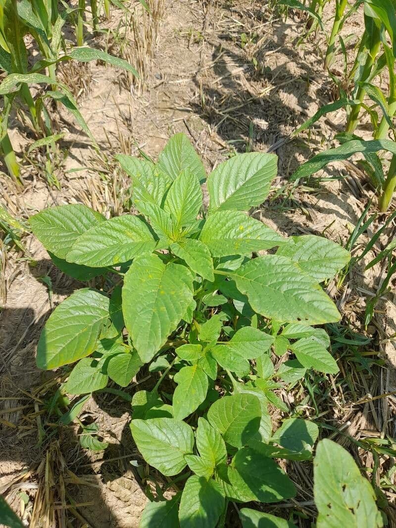 Amaranthus palmeri (Palmer-Amarant) mit grunen Blattern