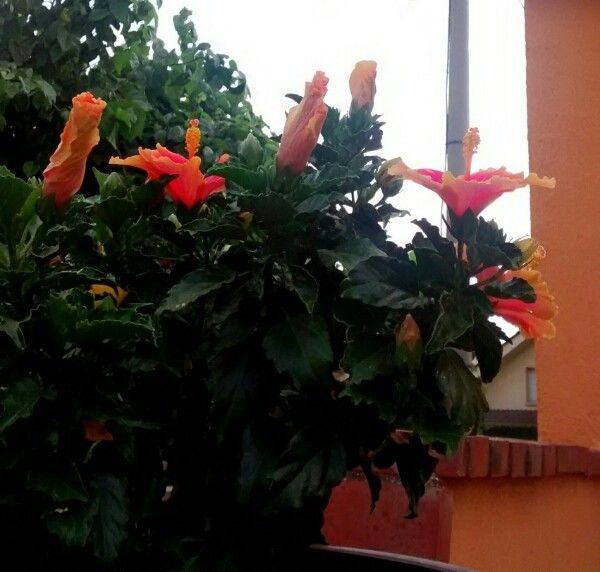 Blühender Chinesischer Roseneibisch mit großen roten Blüten im Topf auf sonniger Terrasse