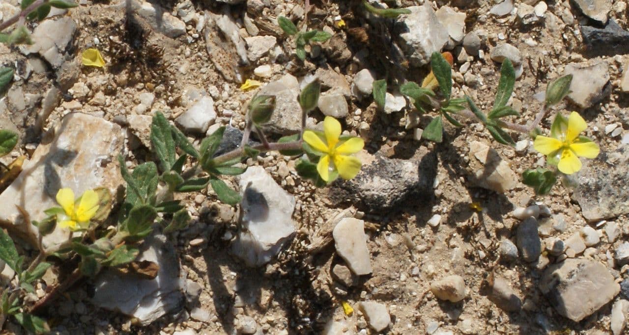 Helianthemum salicifolium with yellow blooms and willow-shaped leaves