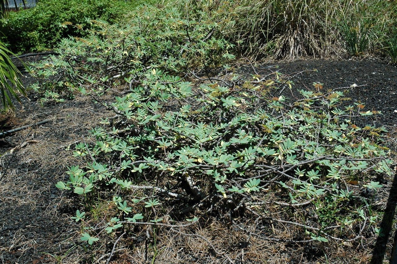 Euphorbia celastroides with elegant green foliage