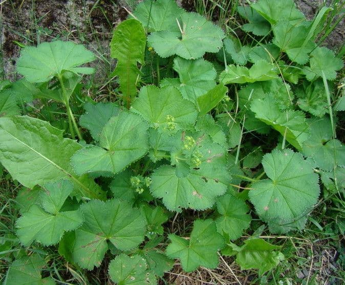 Alchemilla crinita (long-haired lady's mantle) displaying densely hairy leaves with toothed lobes