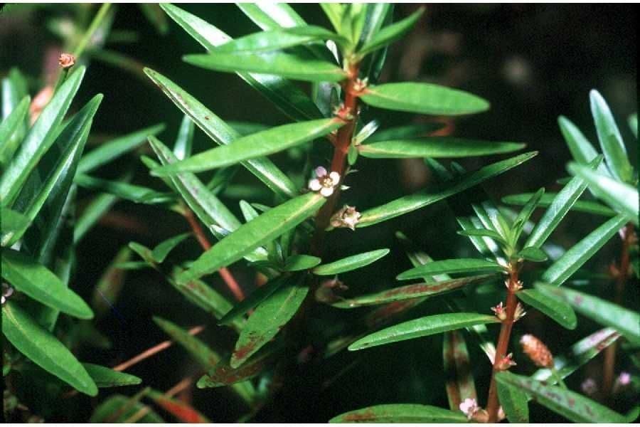 Lowland rotala stems with delicate linear foliage along water's edge