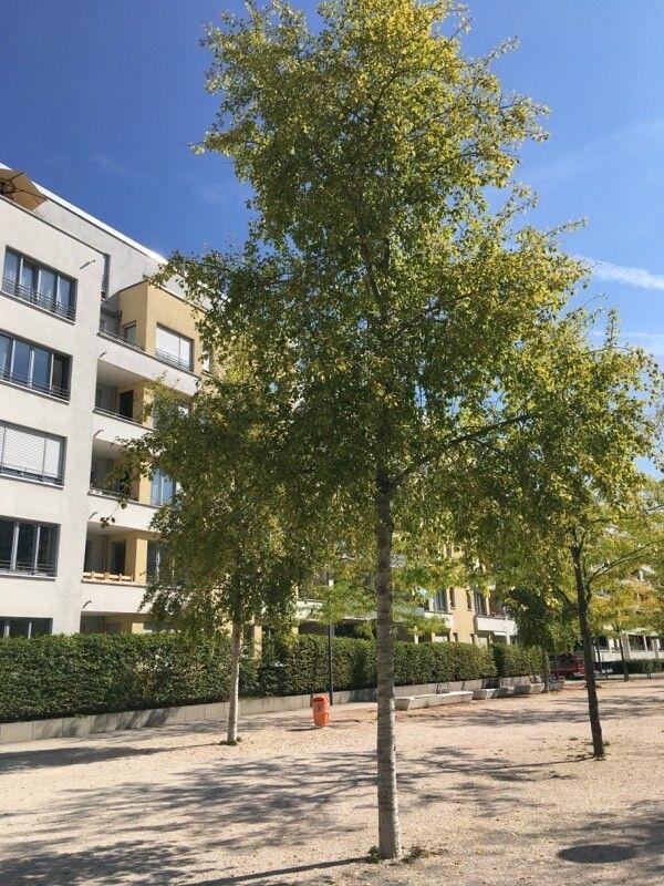 Eine schlanke Simons Pappel mit glänzenden, dreieckigen Blättern in einem sonnigen Garten