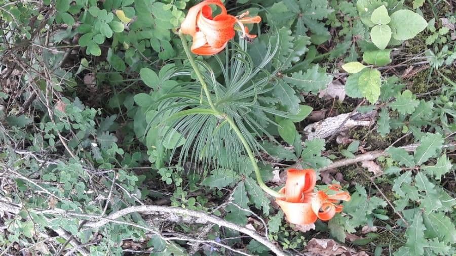 Seealpen-Lilie mit charakteristischen roten Turban-Blüten