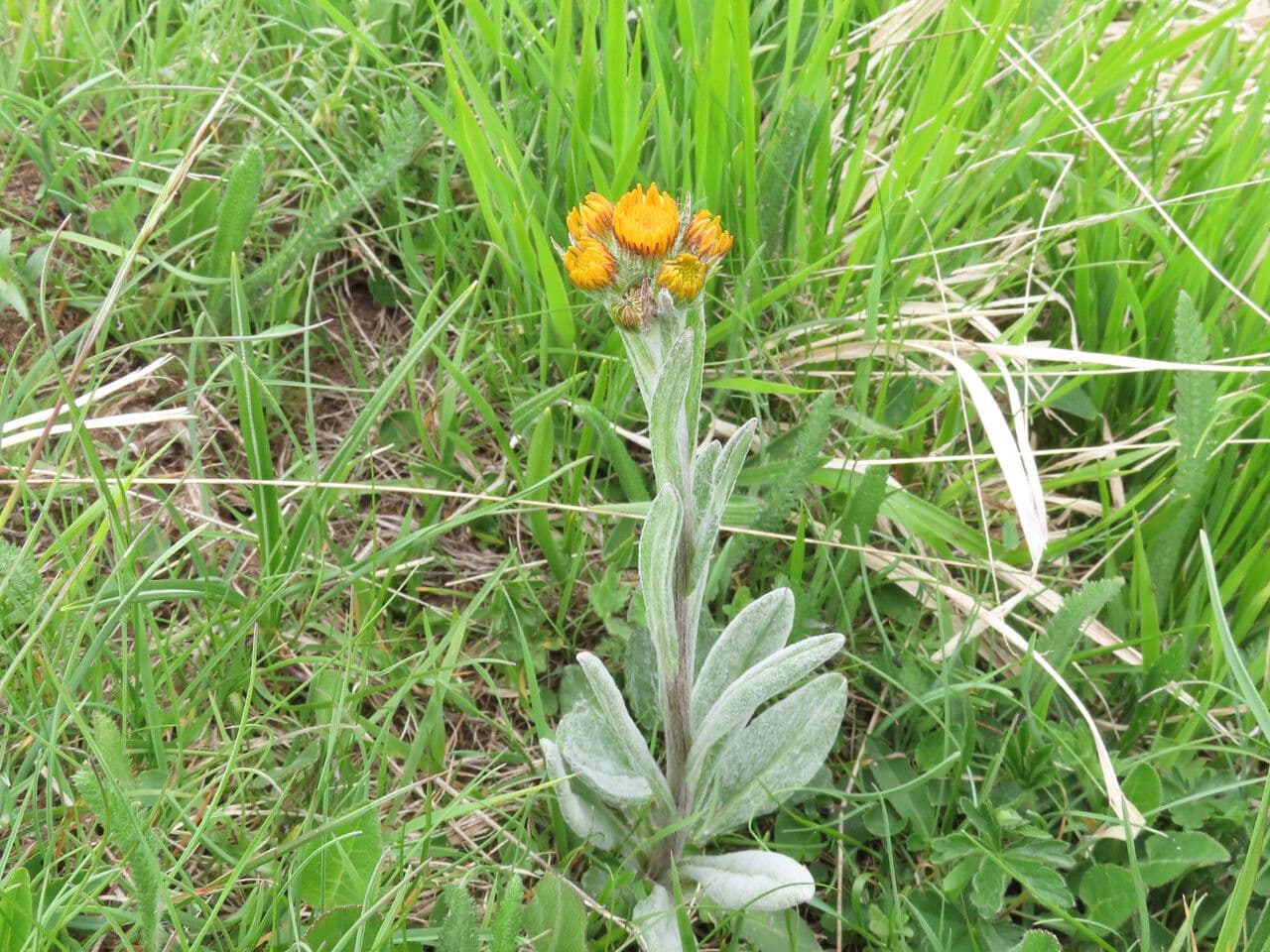 Asteroide des champs avec fleurs jaune-orange