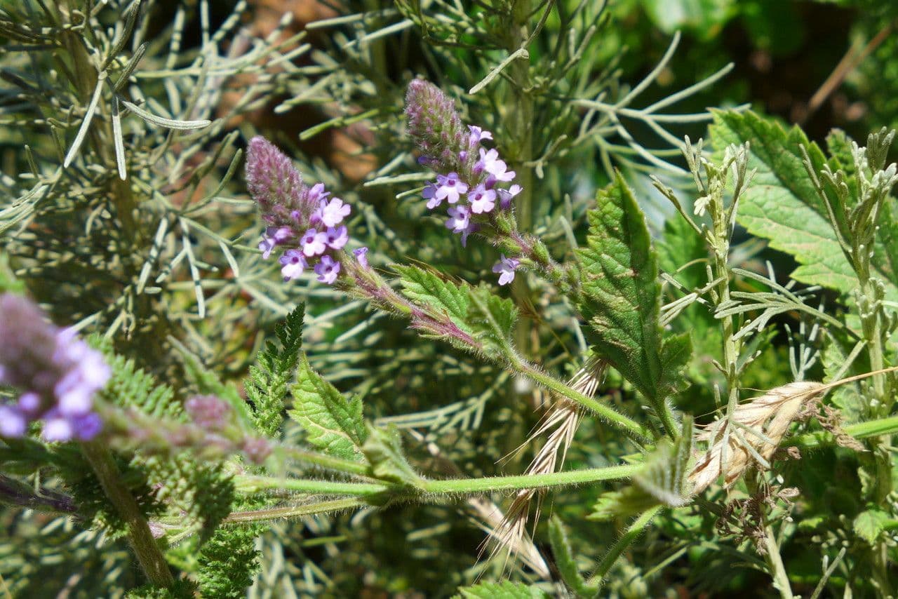 Verveine (Verbena lasiostachys) mit dichten Bluetenwaehlen in Rosa-Purpur-Toenen