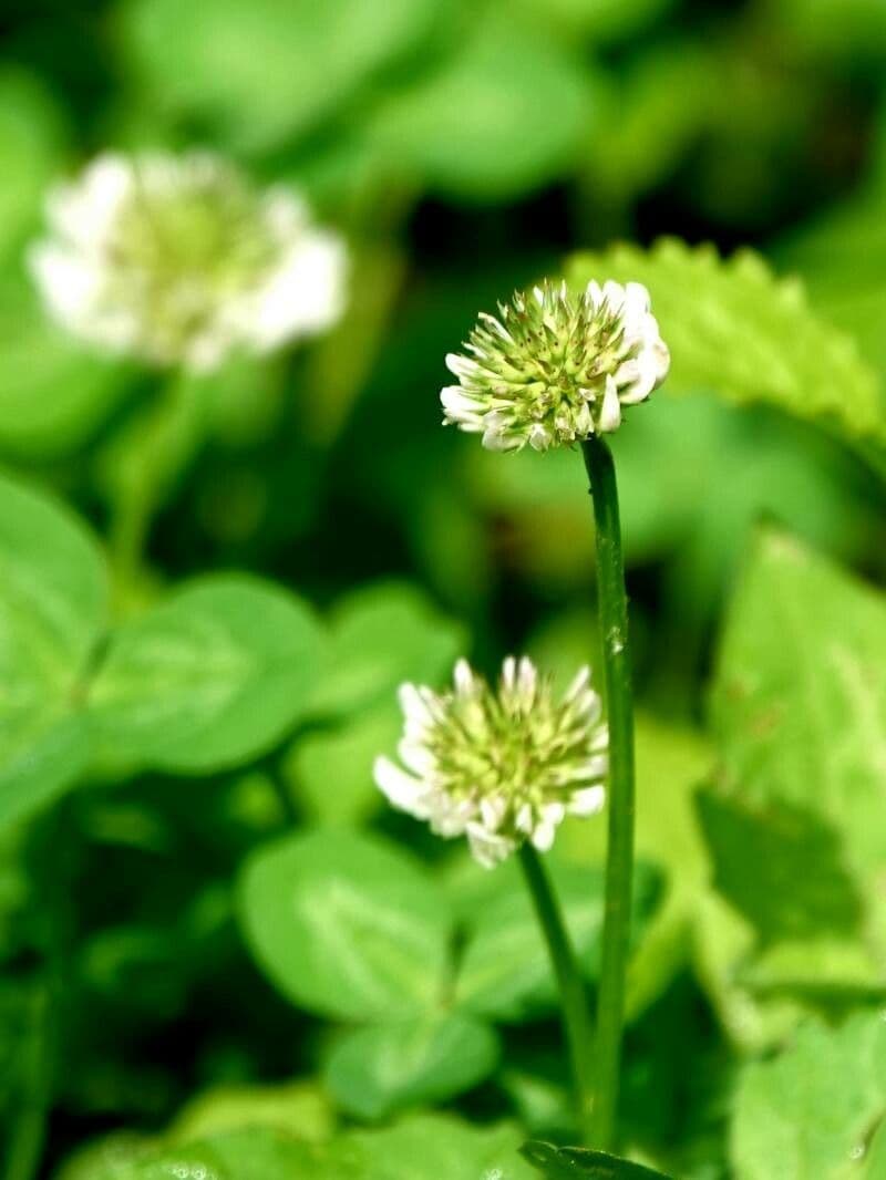 Mountain clover with white flower heads in alpine environment