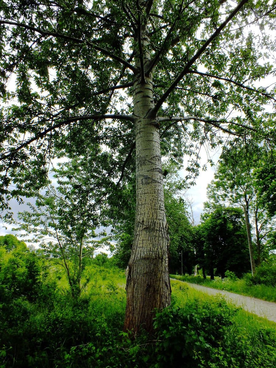 Grau-Pappel (Populus x canescens) mit charakteristischem silbergrauem Laub und breiter Krone