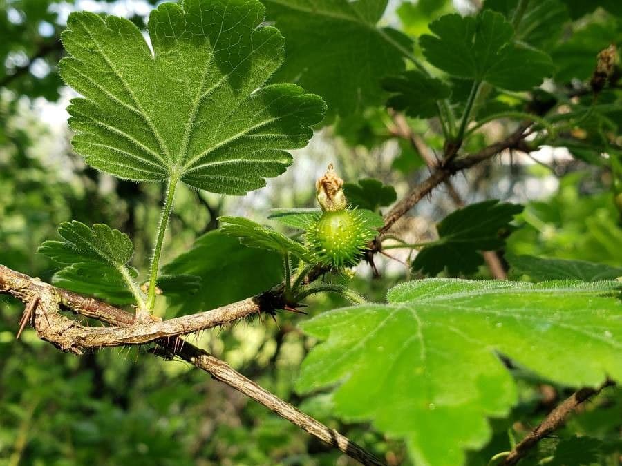 Thin panicle bramble with red fruits in delicate panicles