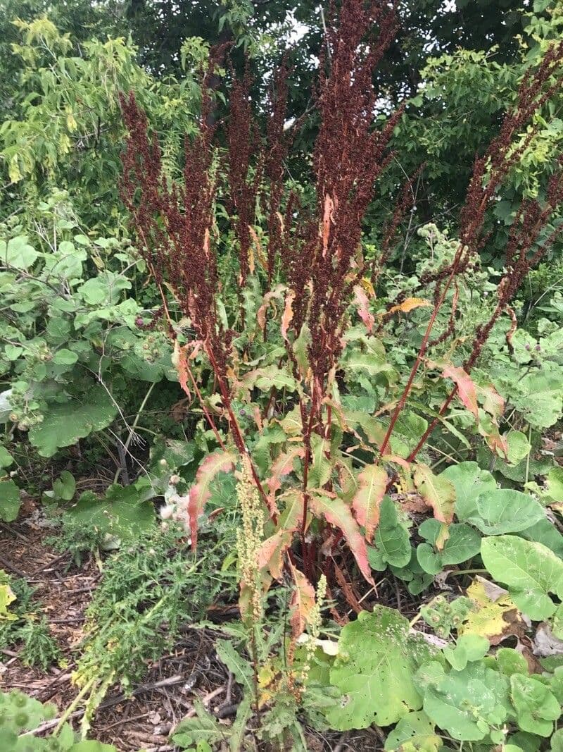 Rumex a feuilles longues avec ses feuilles longues et gracieuses