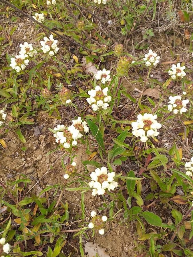Fleurs blanches de Prunella laciniata avec des feuilles lacinees