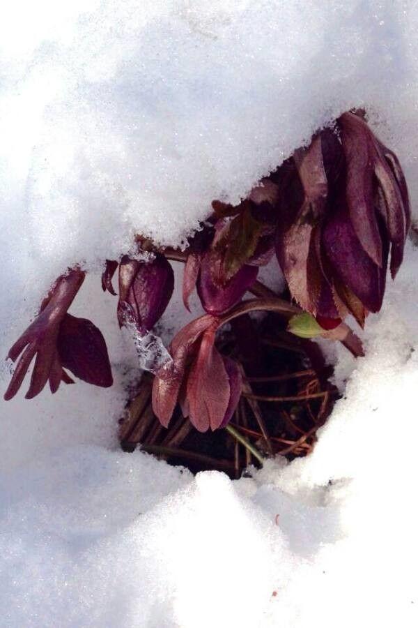 Grüne Nieswurz blüht im Januar unter einer Eberesche