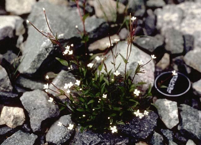 Epilobium lactiflorum met delicate witte bloemen tegen groene stengels