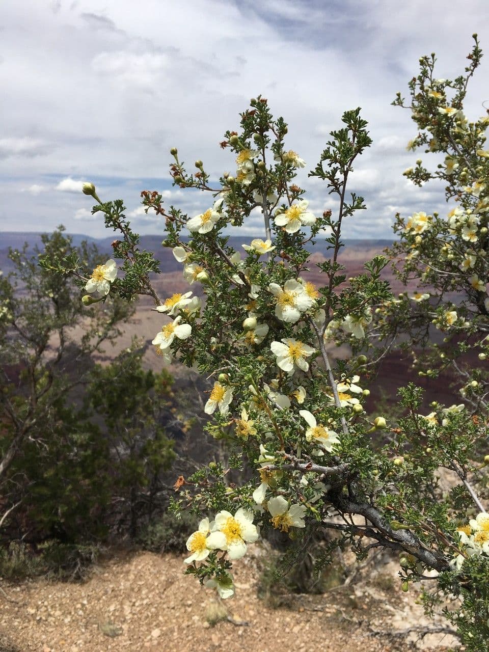 Arbuste Purshia stansburiana avec des fleurs blanches dans un paysage aride