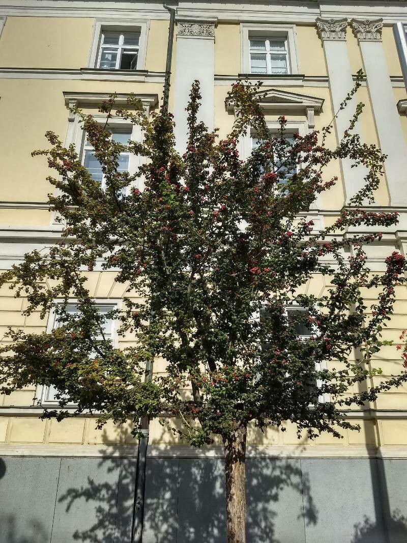 Zweigriffliger Weißdorn in voller Blüte mit rosa-weißen Blüten im Frühling