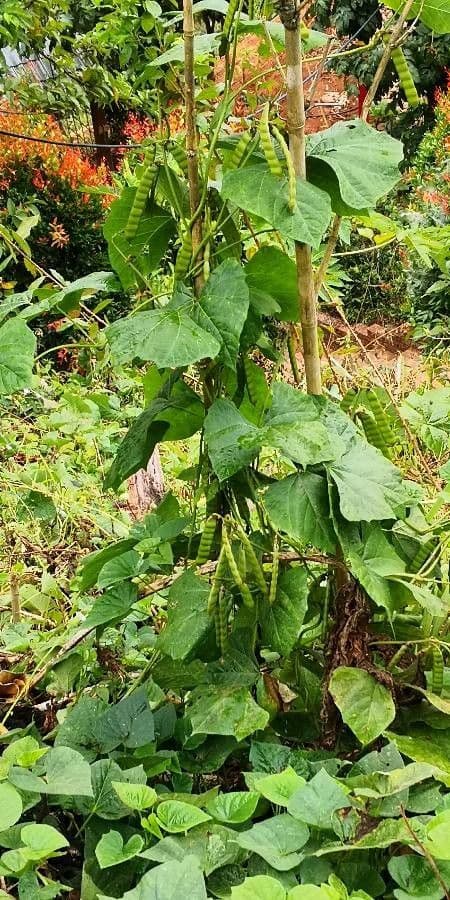 Plante de jicama avec grandes feuilles trilobees et vrilles grimpantes