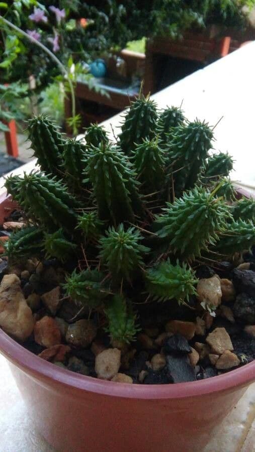 Red stems and green leaves of Euphorbia aggregata