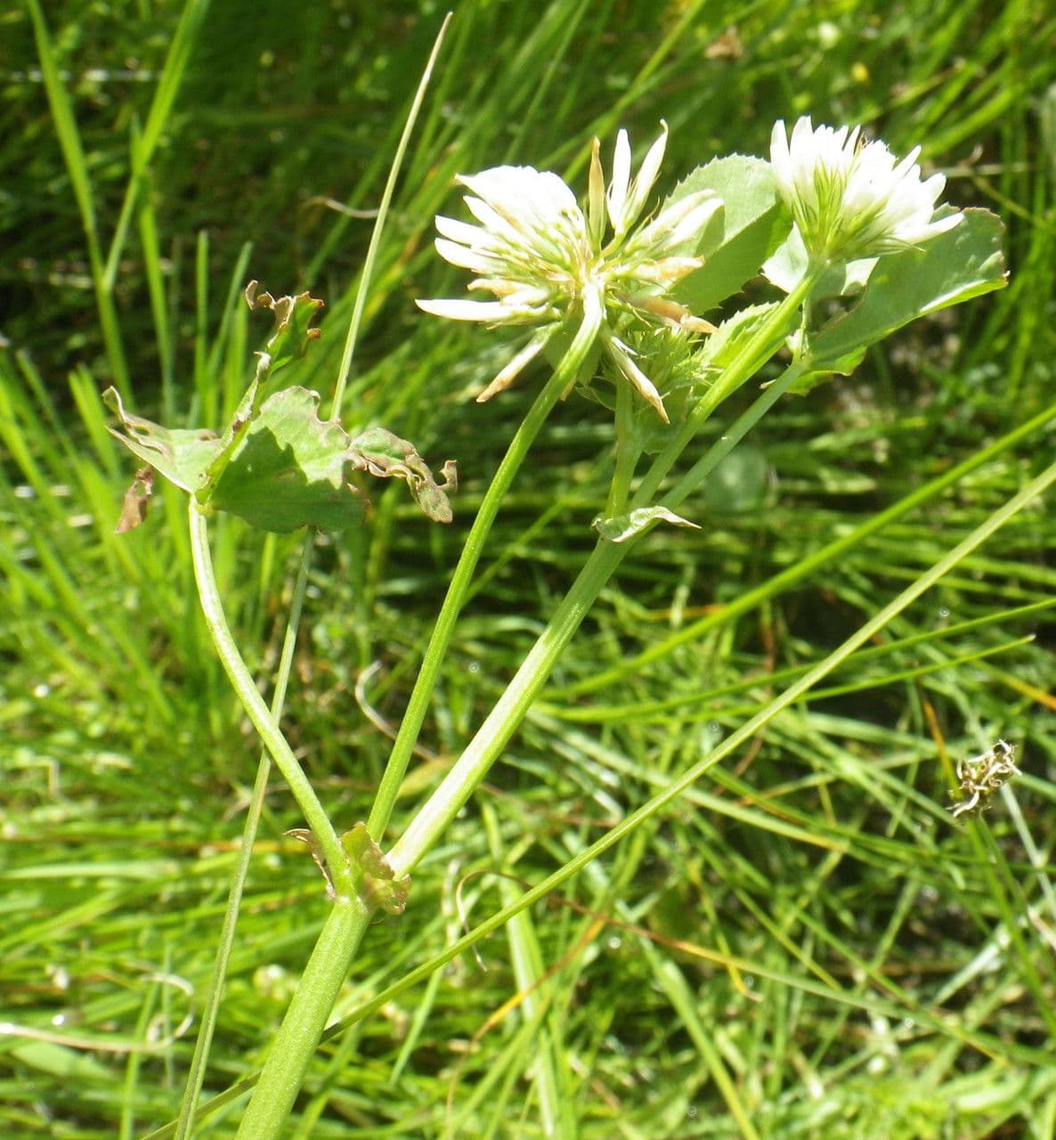Big-flower clover with white and purple flower heads