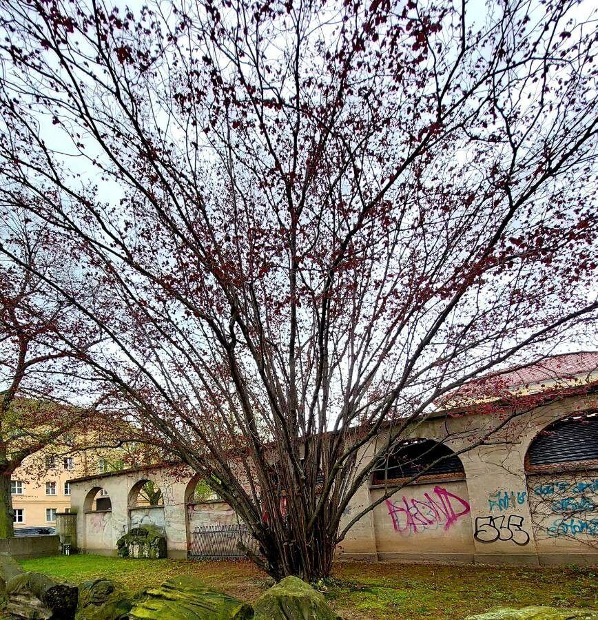 Lambertsnuß im Winter voller gelber Kätzchen, leicht im Wind schwingend vor kahlem Baumbestand