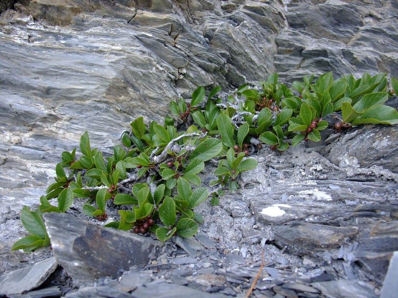Rhamnus pumila nerprun nain avec petites feuilles